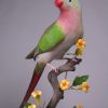 princess parakeet