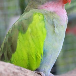 princess parakeet