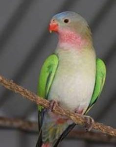 princess parakeet 3