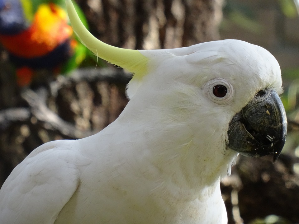 sulphur crested cockatoo 5129176 960 720